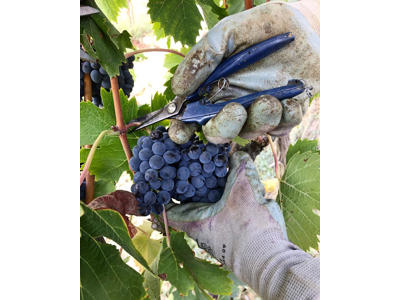 Le Berne - Rosso Di Montepulciano DOC