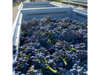 Weingut Heinrichshof Weissburgunder Trocken
