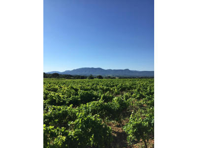 Domaine de Bendel - Côtes de Provence Rosé DBMG