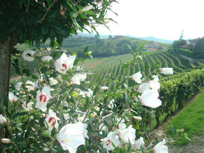 Fontanabianca Barbaresco Serraboella DOCG