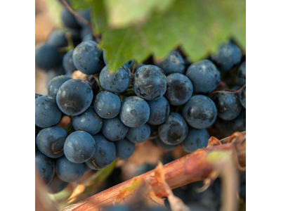 Mateos Insensato Garnacha
