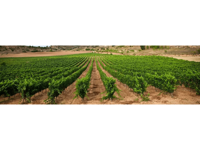 Finca Meryos Crianza