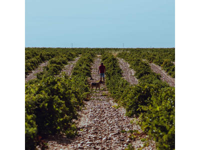 Tres Pilares L'Enfant Verdejo Sur Lees