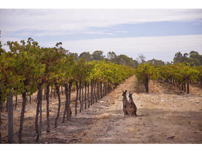 Dutschke Old Codger Tawny